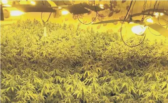  ??  ?? The cannabis farm in Cleveland Road contained 300 plants and is said to be worth thousands of pounds.