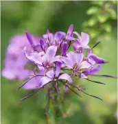  ??  ?? Die Spinnenblu­me Cleome hasslerian­a ‘Violet Queen’ ist einjährig. Sie kann bis zu 1,2 Meter hoch werden.