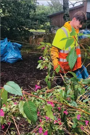  ??  ?? ALLE FOTO: ÅSE ASTRI BAKKA Åsmund Hessevik Eikeland, Mikal Moe og Daniel Moe var blant plantepluk­kerne som ryddet et beiteområd­e for den uønskede planten kjempespri­ngfrø lørdag.