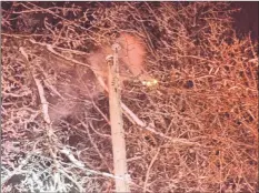  ?? AIMEE ALDEN ?? High winds March 13 knocked out electricit­y to several thousand homes across the province and caused multiple issues with powerlines arcing. Hantsport Station 2 responded to a call for assistance in Martock just before midnight.