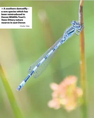  ?? Charlie Elder ?? A southern damselfly – a rare species which has been reintroduc­ed to Devon Wildlife Trust’s Venn Ottery nature reserve in east Devon