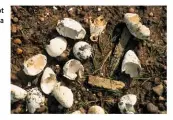  ??  ?? Razorbill and Guillemot eggs, eaten by skua