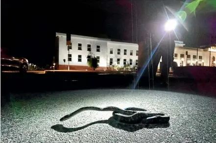  ?? FAIRFAX ?? Snake catcher Luke Dunn was called to Old Parliament House to retrieve a non-venomous carpet python. The pythons are not native to the ACT but are found in other parts of Australia.