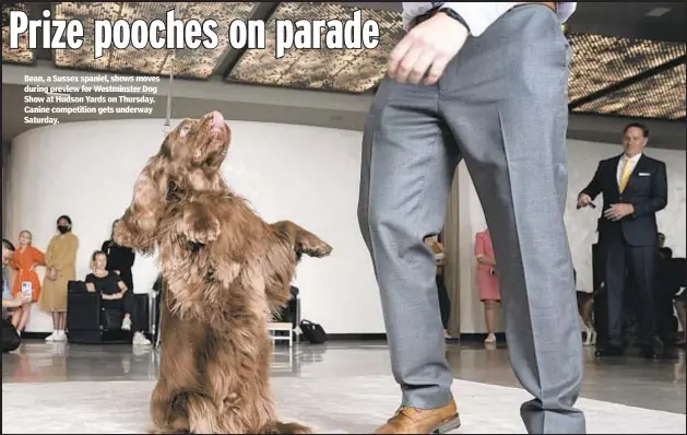 ?? ?? Bean, a Sussex spaniel, shows moves during preview for Westminste­r Dog Show at Hudson Yards on Thursday. Canine competitio­n gets underway Saturday.