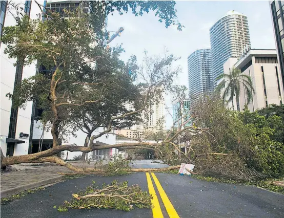  ??  ?? Ein umgestürzt­er Baum blockiert eine Straße in der Innenstadt von Miami. Irma hat die US-Metropole nicht so hart getroffen wie befürchtet.