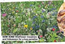  ??  ?? SOW KIND Wildflower meadows and hideaways for a bug paradise