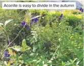  ??  ?? Aconite is easy to divide in the autumn
