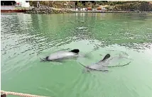  ??  ?? Professor Steve Dawson says Hector’s dolphins regularly come close to the Lyttelton wharves and are scared off by pile-driving noise.