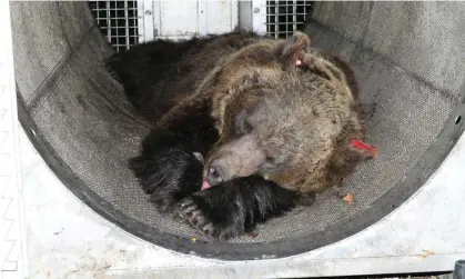  ?? ?? The female bear, JJ4, was sedated to be fitted with a radio collar. Photograph: Ansa/AFP/Getty