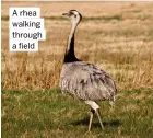  ?? ?? A rhea walking through a field