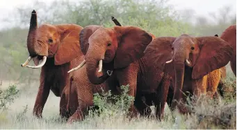  ?? THE ASSOCIATED PRESS ?? Elephants in the Tsavo East National Park, Kenya. The U.S. Fish and Wildlife Service says killings by wealthy hunters raise money for conservati­on of the vulnerable African species.