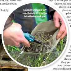  ??  ?? Collect snipped-off seedheads in a large, labelled envelope