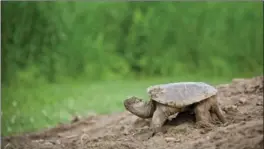  ?? TORONTO STAR FILE PHOTO ?? A snapping turtle considers its options after laying her eggs on a mound of sand placed near the Long Point Causeway.