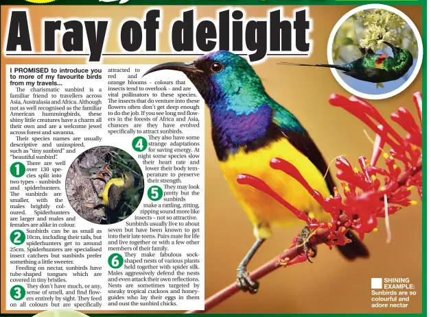  ??  ?? SHINING EXAMPLE: Sunbirds are so colourful and adore nectar