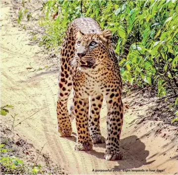  ??  ?? A purposeful stroll: Eight leopards in four days!