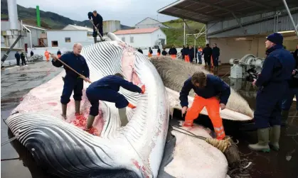  ?? Photograph: Halldor Kolbeins/AFP/Getty Images ?? Whalers process a 35-tonne fin whale, caught by a Hvalur boat. After a brief ban, Iceland's government said whaling could resume from 1 September.