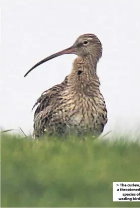  ??  ?? The curlew, a threatened­species of wading bird