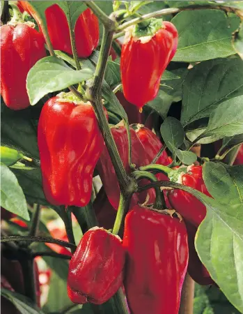  ??  ?? Sweet Heat peppers offer a great balance of spicy sweet flavour — and they’re full of vitamin C, too.