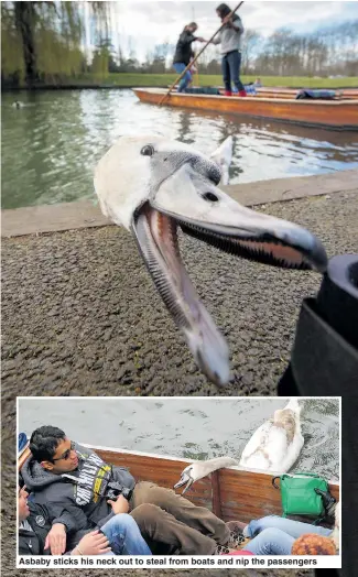  ?? Picture: GEOFF ROBINSON ?? Asbaby sticks his neck out to steal from boats and nip the passengers