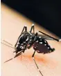  ??  ?? Mosquito que transmite el virus del Zika.