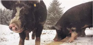  ??  ?? Les porcs de la Ferme MacAllen se régalent avec la drêche de la bière fabriquée par leur maître Ryan Allen dans sa microbrass­erie.