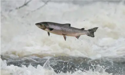  ?? Photograph: Epicscotla­nd/Alamy ?? A wild salmon leaping upstream at Philiphaug­h in the Scottish Borders.