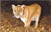  ?? National Park Service ?? GRIFFITH PARK mountain lion P-22, seen in 2014, was euthanized in December after suffering injuries.