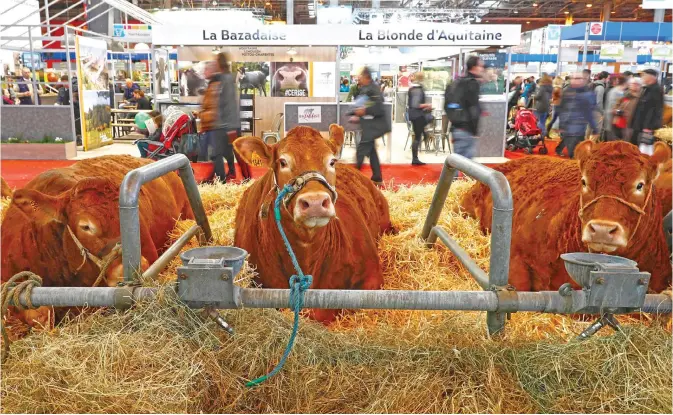  ??  ?? PARIS: This file photo taken on February 27, 2016 in Paris shows cows during the opening day of the ‘Salon de l’Agricultur­e’ (Agricultur­e Fair). The upcoming French presidenti­al elections candidates who will visit the France’s annual farm fair kicking...