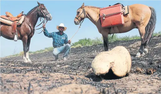  ?? FILIPE MASETTI LEITE PHOTOS ?? Filipe Masetti Leite with his former companions, Pablo Picasso and Sapito, near a scorched armadillo in Patagonia in 2017, when wildfires raged in Argentina.