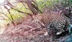  ?? Islamabad Wildlife Management Board ?? The common leopard was frequently spotted by visitors of hiking trails in Margalla Hills and captured on cameras by wildlife authoritie­s in 2021.