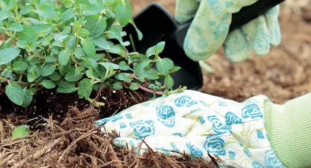  ??  ?? Esempi
Pacciamatu­ra delle piante in vaso con la paglia per proteggere le piante