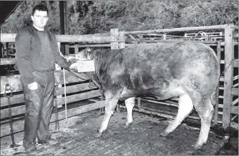  ?? 01_B49tweY04 ?? David Henderson with his reserve champion heifer at the last fatstock show of the year in Brodick known as the Arran Christmas Show. Neil Henderson, David’s father, took the champion prize.