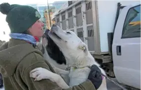  ?? AP PHOTO/MARK THIESSEN ?? Cece Boyle, who works for musher Mille Porsild of Denmark, gets kisses Saturday from two of Porsild’s dogs before the Iditarod Trail Sled Dog Race’s ceremonial start in downtown Anchorage, Alaska.