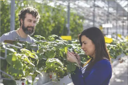  ?? ?? Niagara College will enhance its applied research capabiliti­es in 2024 with the addition of a new greenhouse.