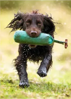  ??  ?? Working Cockers have a big heart and will make maximum effort for their owner, whether retrieving a bright weighted dummy or a game bird.