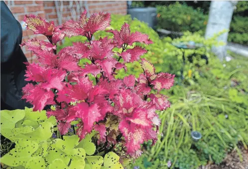  ?? BARRY GRAY PHOTOS THE HAMILTON SPECTATOR ?? Bright red coleus foliage, in a pot next to sweet potato vine, keeps its colour through fall until frost.