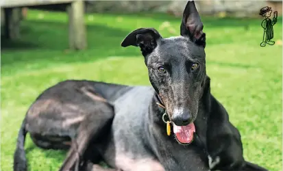  ?? ?? Animal welfare experts are appealing for a home for a gentle giant.
Ludo is a four-year-old greyhound who is currently in foster care through Dogs