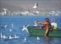  ?? SHAO XIAOQIN / FOR CHINA DAILY ?? A family of tourists feed a flock of seagulls on Erhai Lake. The seagulls migrate from Siberia, Russia, every year in late autumn, according to residents in Dali.