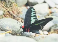  ?? — Gambar SFD ?? MAKAN: Kupu-kupu jantan Rajah Brooke’s Birdwing, Trogonopte­ra brookiana, makan mineral di Sungai Rawog bersebelah­an dengan kem.