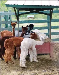  ?? PHOTO BY MANSOOR LADHA ?? Alpacas gather at Les Alpaca de la firm Norli, a breeding farm of more than 100 different alpacas, for their meal.