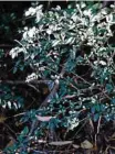  ??  ?? A large area of once native bushland in Middle Ridge is being smothered by introduced woody weeds, including this small-leaved privet.