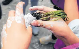  ?? REUTERS FILE ?? A volunteer prepares to plant eelgrass seedlings during a project to restore the natural ecosystem in Yokohama, south of Tokyo, Japan April 13, 2024.