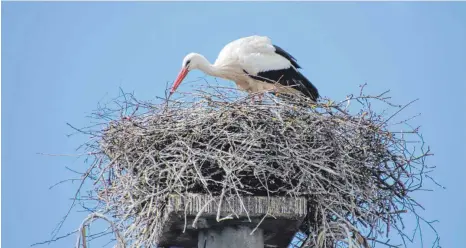  ?? FOTO: TOBIAS GÖTZ ?? Im Nest auf dem Strommast neben dem Landratsam­t wird gebrütet. In zwei bis vier Wochen werden die Jungstörch­e voraussich­tlich schlüpfen.