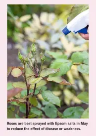  ??  ?? Roses are best sprayed with Epsom salts in May to reduce the effect of disease or weakness.