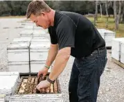  ?? Elizabeth Conley photos / Houston Chronicle ?? Randy Verhoek checks out one of his beehives that are staged to be moved to California.