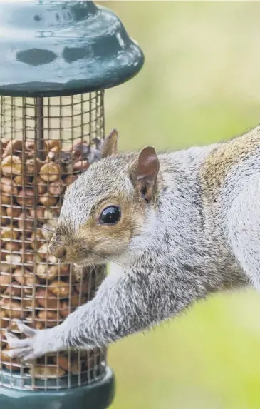  ??  ?? Squirrels are well known for feasting on bird feeders, main; a baffle underneath a bird feeder, above left; CJ Wildlife 6 Port Adventurer with Guardian, right