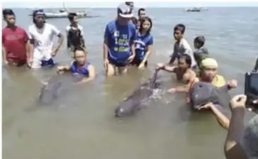  ?? CONTRIBUTE­D PHOTO ?? A SCREEN grab of the video posted by Pinoy Naturalist on Facebook showing some residents taking photos of them with the three stranded melon-headed whales at Barangay Gargato in Hinigaran town, Negros Occidental.