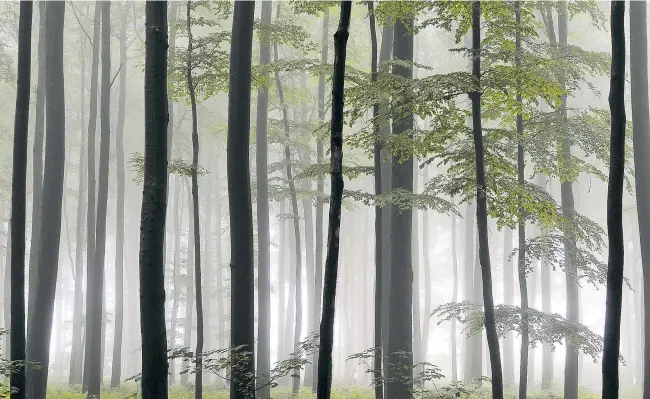  ??  ?? Buchen werden bis zu 400 Jahre alt und wachsen vom Ostseestra­nd bis in 1900 Meter Höhe in den italienisc­hen Alpen. Aber nicht alle überstehen Dürre gleich gut.