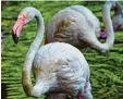  ??  ?? Flamingo Ingo ist mit etwa 71 Jahren das älteste Tier im Berliner Zoo.