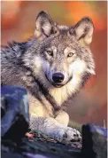  ?? U.S. FISH AND WILDLIFE SERVICE ?? The draft recovery plan released by the U.S. Fish and Wildlife Service for the Mexican gray wolf focuses on southweste­rn New Mexico and southeaste­rn Arizona.